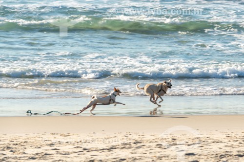 Cachorros correndo na Praia do Diabo - Rio de Janeiro - Rio de Janeiro (RJ) - Brasil