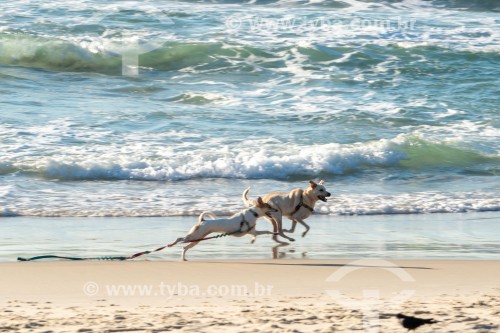 Cachorros correndo na Praia do Diabo - Rio de Janeiro - Rio de Janeiro (RJ) - Brasil