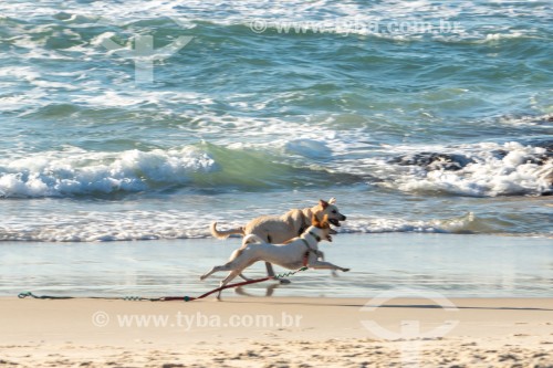 Cachorros correndo na Praia do Diabo - Rio de Janeiro - Rio de Janeiro (RJ) - Brasil