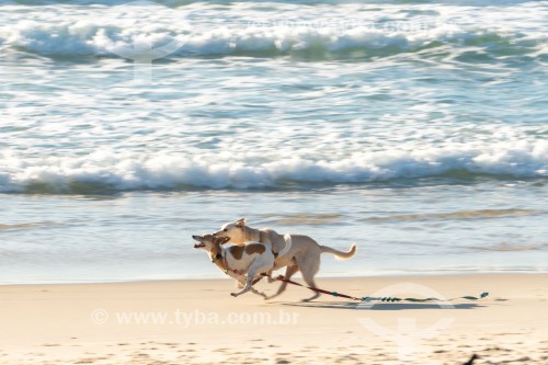 Cachorros correndo na Praia do Diabo - Rio de Janeiro - Rio de Janeiro (RJ) - Brasil