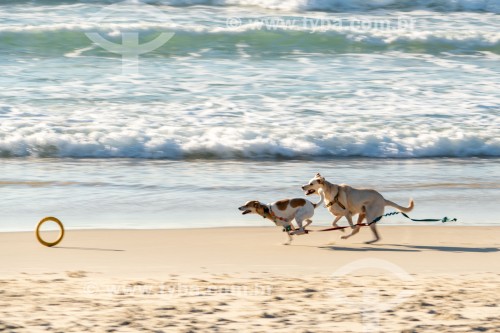 Cachorros correndo na Praia do Diabo - Rio de Janeiro - Rio de Janeiro (RJ) - Brasil