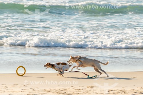 Cachorros correndo na Praia do Diabo - Rio de Janeiro - Rio de Janeiro (RJ) - Brasil