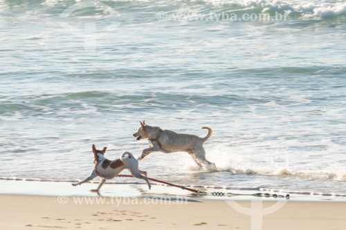 Cachorros correndo na Praia do Diabo - Rio de Janeiro - Rio de Janeiro (RJ) - Brasil