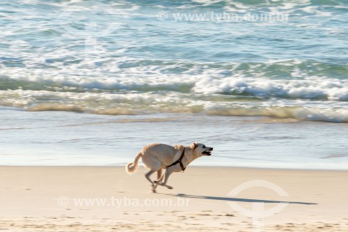 Cachorro correndo na Praia do Diabo - Rio de Janeiro - Rio de Janeiro (RJ) - Brasil