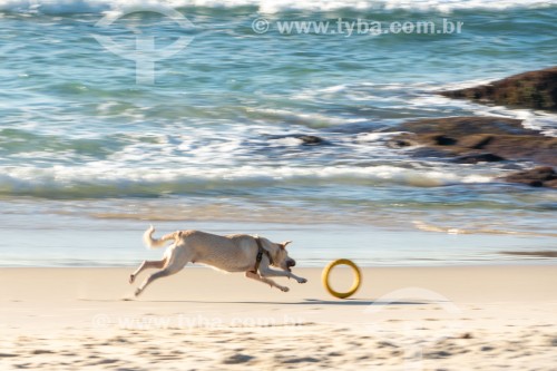 Cachorro correndo na Praia do Diabo - Rio de Janeiro - Rio de Janeiro (RJ) - Brasil