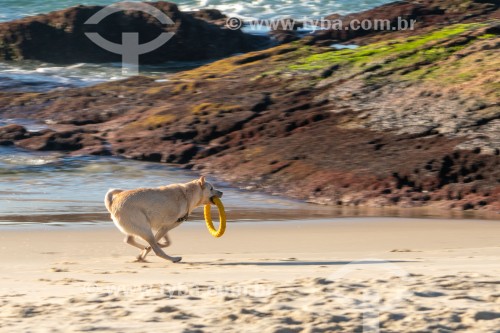 Cachorro correndo na Praia do Diabo - Rio de Janeiro - Rio de Janeiro (RJ) - Brasil