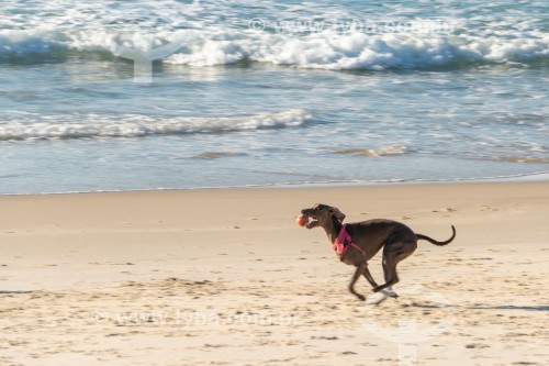 Cachorro correndo na Praia do Diabo - Rio de Janeiro - Rio de Janeiro (RJ) - Brasil