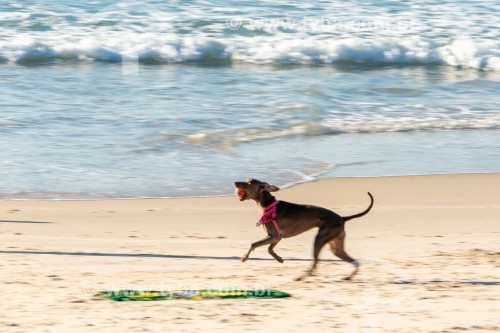 Cachorro correndo na Praia do Diabo - Rio de Janeiro - Rio de Janeiro (RJ) - Brasil