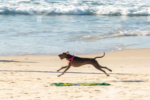 Cachorro correndo na Praia do Diabo - Rio de Janeiro - Rio de Janeiro (RJ) - Brasil