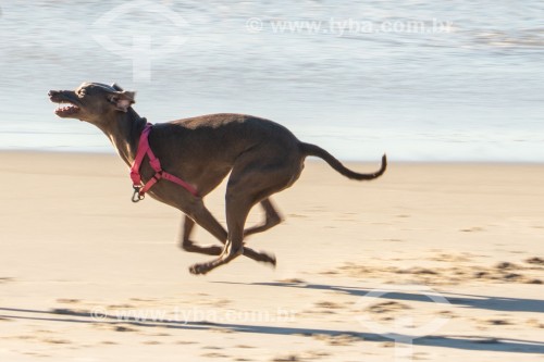 Cachorro correndo na Praia do Diabo - Rio de Janeiro - Rio de Janeiro (RJ) - Brasil