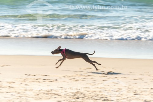 Cachorro correndo na Praia do Diabo - Rio de Janeiro - Rio de Janeiro (RJ) - Brasil