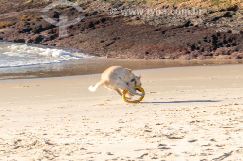 Cachorro correndo na Praia do Diabo - Rio de Janeiro - Rio de Janeiro (RJ) - Brasil