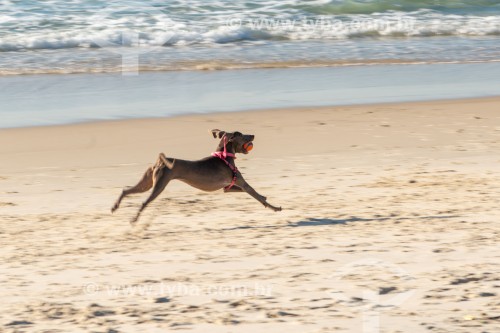 Cachorro correndo na Praia do Diabo - Rio de Janeiro - Rio de Janeiro (RJ) - Brasil