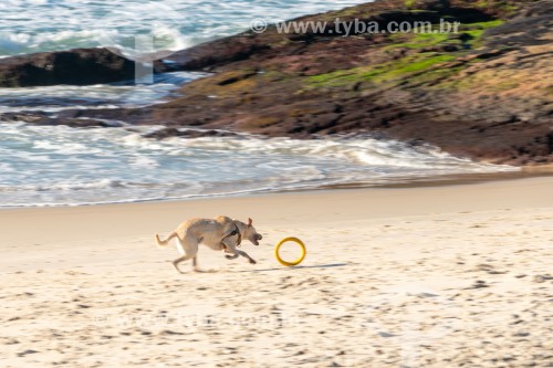 Cachorro correndo na Praia do Diabo - Rio de Janeiro - Rio de Janeiro (RJ) - Brasil