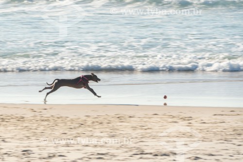 Cachorro correndo na Praia do Diabo - Rio de Janeiro - Rio de Janeiro (RJ) - Brasil