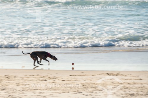 Cachorro correndo na Praia do Diabo - Rio de Janeiro - Rio de Janeiro (RJ) - Brasil