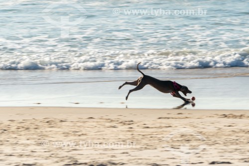 Cachorro correndo na Praia do Diabo - Rio de Janeiro - Rio de Janeiro (RJ) - Brasil