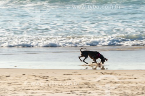 Cachorro correndo na Praia do Diabo - Rio de Janeiro - Rio de Janeiro (RJ) - Brasil