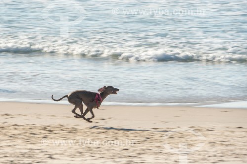 Cachorro correndo na Praia do Diabo - Rio de Janeiro - Rio de Janeiro (RJ) - Brasil