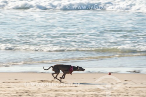 Cachorro correndo na Praia do Diabo - Rio de Janeiro - Rio de Janeiro (RJ) - Brasil