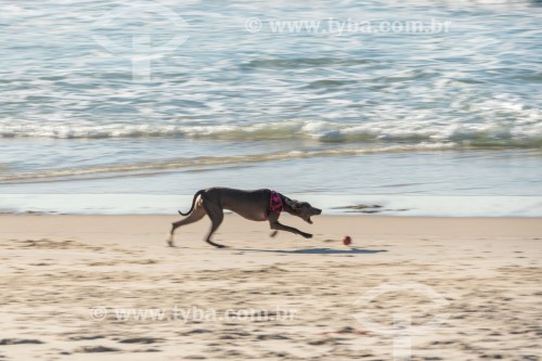 Cachorro correndo na Praia do Diabo - Rio de Janeiro - Rio de Janeiro (RJ) - Brasil