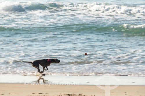 Cachorro correndo na Praia do Diabo - Rio de Janeiro - Rio de Janeiro (RJ) - Brasil