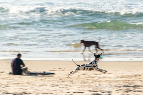 Cachorros correndo na Praia do Diabo - Rio de Janeiro - Rio de Janeiro (RJ) - Brasil