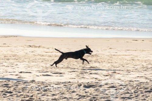 Cachorro correndo na Praia do Diabo - Rio de Janeiro - Rio de Janeiro (RJ) - Brasil