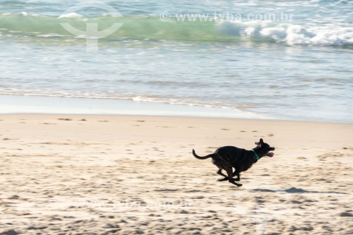 Cachorro correndo na Praia do Diabo - Rio de Janeiro - Rio de Janeiro (RJ) - Brasil