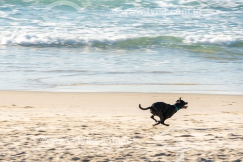 Cachorro correndo na Praia do Diabo - Rio de Janeiro - Rio de Janeiro (RJ) - Brasil