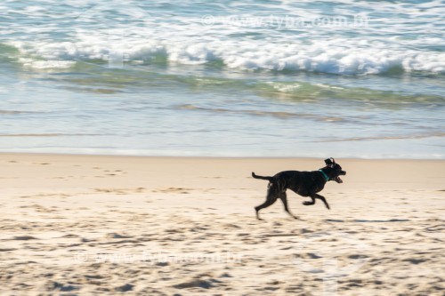 Cachorro correndo na Praia do Diabo - Rio de Janeiro - Rio de Janeiro (RJ) - Brasil