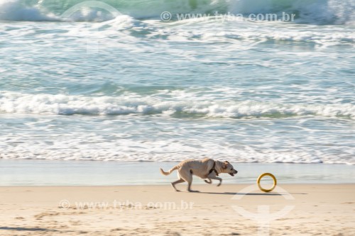 Cachorro correndo na Praia do Diabo - Rio de Janeiro - Rio de Janeiro (RJ) - Brasil