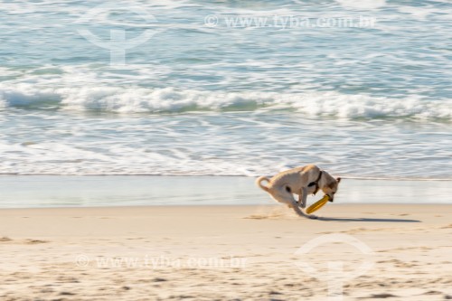 Cachorro correndo na Praia do Diabo - Rio de Janeiro - Rio de Janeiro (RJ) - Brasil