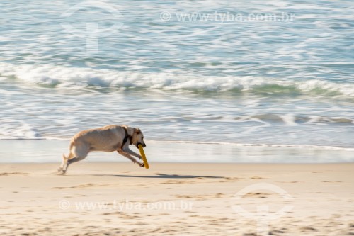 Cachorro correndo na Praia do Diabo - Rio de Janeiro - Rio de Janeiro (RJ) - Brasil