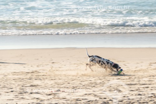 Cachorro correndo na Praia do Diabo - Rio de Janeiro - Rio de Janeiro (RJ) - Brasil