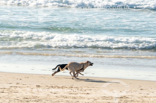 Cachorros correndo na Praia do Diabo - Rio de Janeiro - Rio de Janeiro (RJ) - Brasil