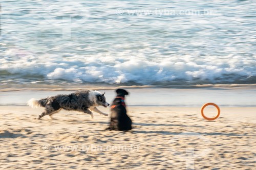 Cachorros correndo na Praia do Diabo - Rio de Janeiro - Rio de Janeiro (RJ) - Brasil