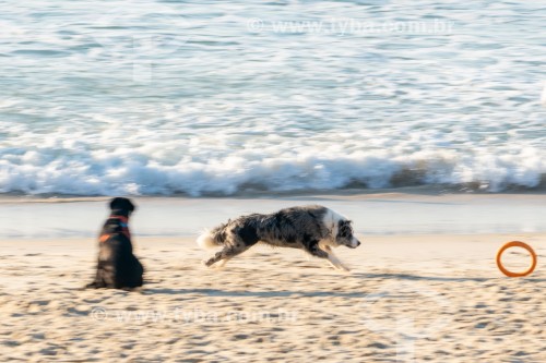 Cachorros correndo na Praia do Diabo - Rio de Janeiro - Rio de Janeiro (RJ) - Brasil