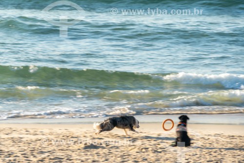 Cachorros correndo na Praia do Diabo - Rio de Janeiro - Rio de Janeiro (RJ) - Brasil