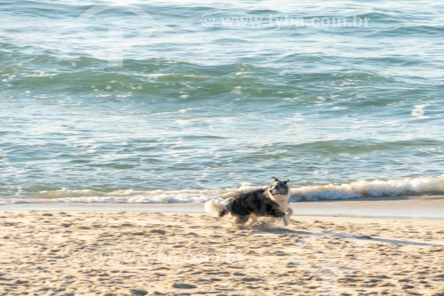 Cachorro correndo na Praia do Diabo - Rio de Janeiro - Rio de Janeiro (RJ) - Brasil