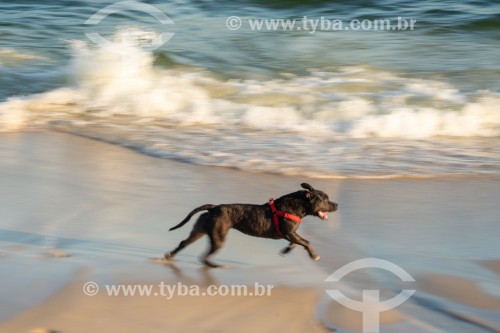 Cachorro correndo na Praia do Diabo - Rio de Janeiro - Rio de Janeiro (RJ) - Brasil