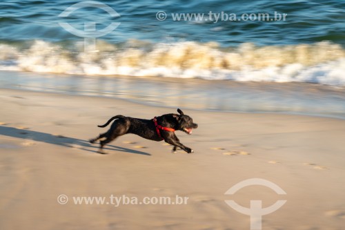 Cachorro correndo na Praia do Diabo - Rio de Janeiro - Rio de Janeiro (RJ) - Brasil