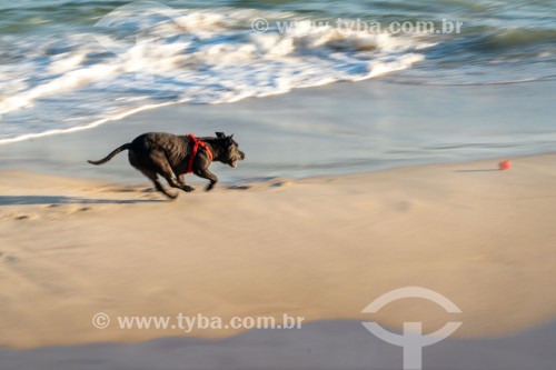 Cachorro correndo na Praia do Diabo - Rio de Janeiro - Rio de Janeiro (RJ) - Brasil