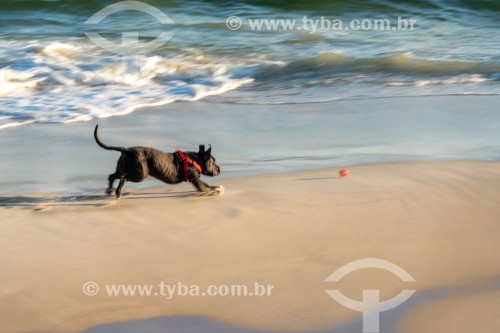 Cachorro correndo na Praia do Diabo - Rio de Janeiro - Rio de Janeiro (RJ) - Brasil