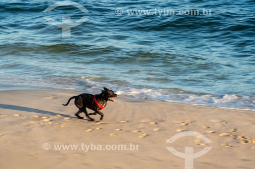 Cachorro correndo na Praia do Diabo - Rio de Janeiro - Rio de Janeiro (RJ) - Brasil