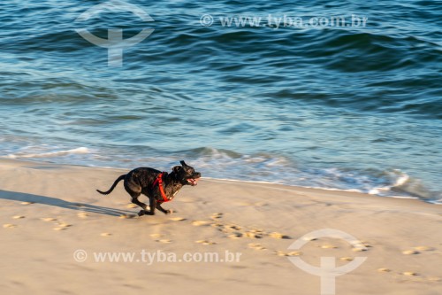 Cachorro correndo na Praia do Diabo - Rio de Janeiro - Rio de Janeiro (RJ) - Brasil