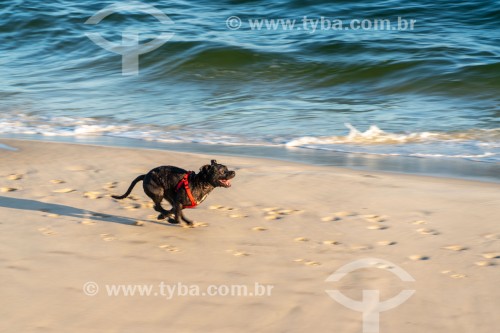 Cachorro correndo na Praia do Diabo - Rio de Janeiro - Rio de Janeiro (RJ) - Brasil