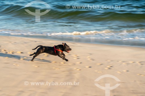 Cachorro correndo na Praia do Diabo - Rio de Janeiro - Rio de Janeiro (RJ) - Brasil