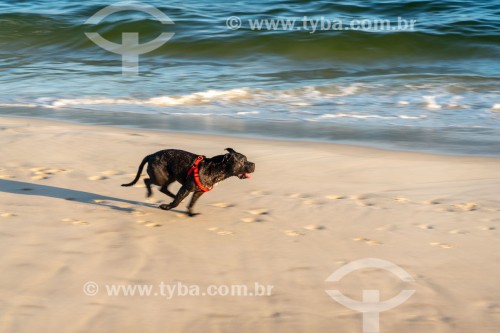 Cachorro correndo na Praia do Diabo - Rio de Janeiro - Rio de Janeiro (RJ) - Brasil