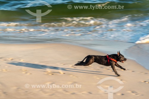 Cachorro correndo na Praia do Diabo - Rio de Janeiro - Rio de Janeiro (RJ) - Brasil